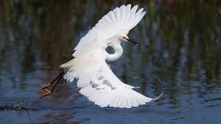 Photographier les oiseaux de la Floride [upl. by Criswell]