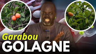 🌴 Ndiarignou Garabou Golagne  Vertus du Ximenia Américana  Pr Ousmane Ndiaye  SAMA XALAAT TV [upl. by Noiraa644]