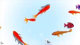 Video for cat with goldfish Videos for Cats to Watch Entertainment Video for Cats to Watch fish [upl. by Anot]