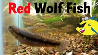 Red Wolf Fish Aggressive Aquarium Fish Profile [upl. by Immot]