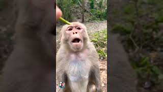 Check out the devilishly funny video with the amazing monkey🐒🐒🦧🦧🥰🥰 [upl. by Barna]