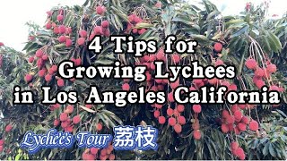 4 Tips for Growing Lychees in Los Angeles California America Lychee garden Litchi Lychee tour [upl. by Aruabea]