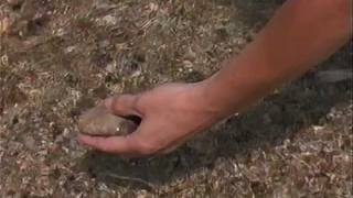 All About Petoskey Stones [upl. by Fital]