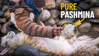 How PashminaCashmere Wool is Produced  A Himalayan Herder Explains [upl. by Aharon]