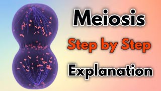 Meiosis  Step by Step Explanation [upl. by Sproul]