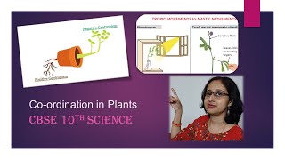 PhototropismChemotropismGeotropismHydrotropismCoordinationInPlantsCBSE10thBiology [upl. by Asinla]