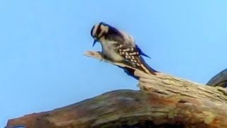 Downy Woodpecker Calling and Drumming [upl. by Naivatco]