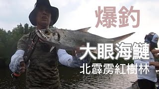 北霹靂紅樹林爆釣大眼海鰱 Ikan Bulan  Perak  Sungai  Malaysia [upl. by Seravat757]