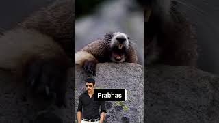 Prabhas Rebel Star happy birthday Prabhas style 🦦Please subscribe my channel and like 👍 [upl. by Yrak]