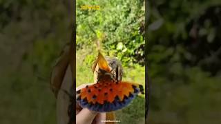 Royal Flycatcher  The Bird with a Crown of Feathers shorts [upl. by Patric]