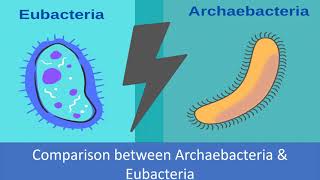 Comparison between Archaebacteria and Eubacteria [upl. by Annaj]