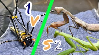 Unequal battle 2 praying mantises  1 zebra spider  Tropical Forest Bees Mantis spider [upl. by Esirrehc]