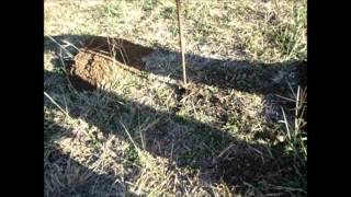 How To Locate Gopher Tunnels [upl. by Aivax]