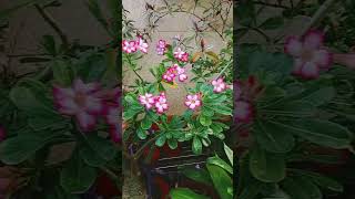 Adenium flower plant shots [upl. by Yud]