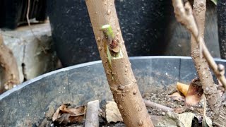 Step 1How To Graft Branches Tree With Plasticcut branch tree successful grow tree branch graft [upl. by Anaujahs760]