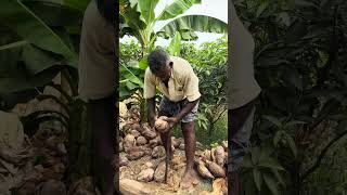 old man coconut cutting  Ranganayakamma Kitchen [upl. by Ninerb]