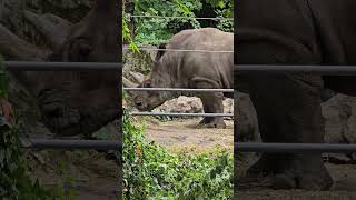 Bronx Zoo Two Hornes Rhinoceros [upl. by Gambrill162]