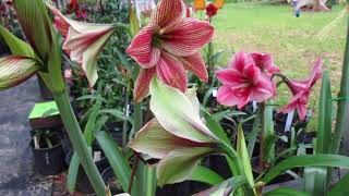 Bed of amaryllis with WOW factor 4 10 18 [upl. by Aniale627]