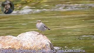 Plumbeous Water Redstart Female Bird Video 2 [upl. by Nelyahs362]