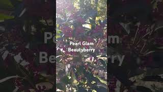 Peal Glam Beautyberry Beautiful fall berries perennial fallblooms gardening [upl. by Edas456]