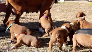 Boxer Puppies outside for the first time [upl. by Stucker]