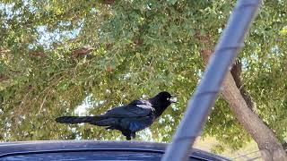 Grackles Call [upl. by Einnel]