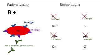 B Positive Blood Type Donating and Receiving [upl. by Isayg529]