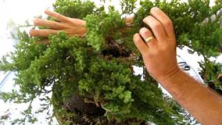 How to Create a Bonsai Tree From a Nursery Juniper Part One [upl. by Onaicul]