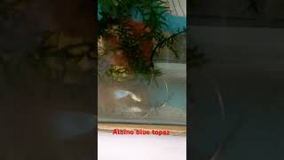 Albino blue topaz plslikesubscribe guppy albino aquariumfish [upl. by Lossa]