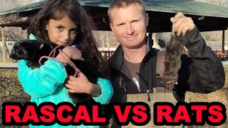 Rascal the Minks First Pest Control Hunt at the Park [upl. by Ahsii]