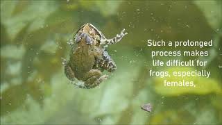 AMPLEXUS FROGS Frogs [upl. by Ysdnyl]