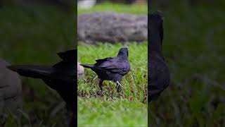 Review Bird News Largebilled crow Bird birds [upl. by Adolphe661]