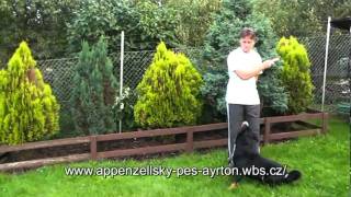 Appenzeller Sennenhund in Bewegungmpg [upl. by Osnola509]