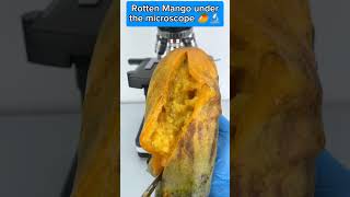 Rotten Mango under the microscope microscope science facts [upl. by Hartmann271]