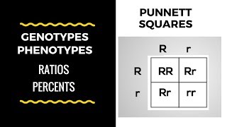 Genotype and Phenotype Ratios and Percents  Punnett Square Basics [upl. by Alraep]