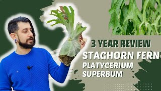 Staghorn Fern Review  3 Years Later  Platycerium superbum  is it an easy fern [upl. by Kask6]