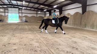 Trakehner Dressage horse for sale [upl. by Ariek]