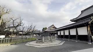 🇯🇵 Nishi Honganji Temple in Kyoto 20240224 [upl. by Kim]