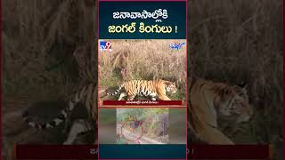 iSmart News  జనావాసాల్లోకి జంగల్ కింగులు   Forest Animals into Villages  TV9 [upl. by Mendes]