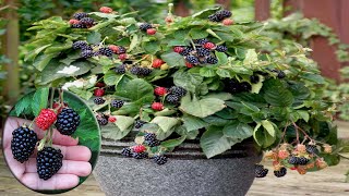 How To Grow Care And Harvesting Blackberry in pots  Gardening Tips [upl. by Kellen]