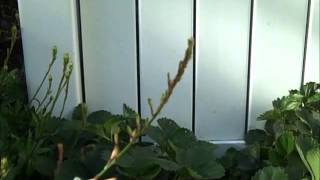 Trap Plant for Aphids  Gaura [upl. by Jackquelin271]