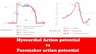 Cardiology Myocardial Action potential vs Pacemaker action potential [upl. by Tdnarb470]