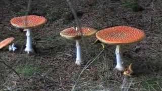 Amanita muscaria fly agaric mushroom [upl. by Iahs]