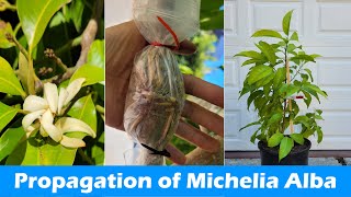 How to Propagate Michelia Alba  Rooting Michelia Alba Branches  Pak Lan Air Layering 白兰的繁殖 [upl. by Amlas]