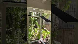 Pawsome MultiLevel Newport Beach Catio catio catioguy [upl. by Norrie]