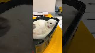 shortvideo cat mycatchannel funny petschannel yourcat funnycats catchannel [upl. by Eelanna805]