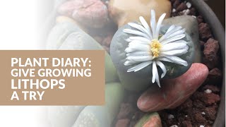 Plant Diary Give Growing Lithops a Try [upl. by Gudrun]