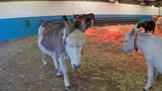 The Donkey Sanctuary Sidmouth  Carols by Candlelight 2015 [upl. by Cecelia]