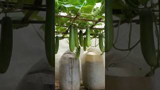 New technique for growing cucumber plants cucumber cucumberfruit farming viral shorts [upl. by Osrock]