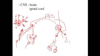 Pharmacology  Noradrenergic transmission [upl. by Sirraj]